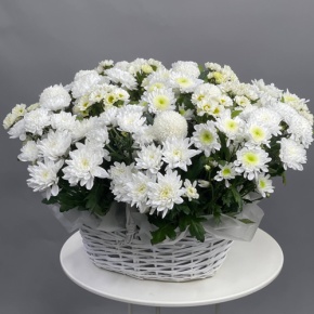 Композиция в корзине из микса хризантем в Химках