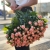 Букет из 39 нежных кустовых роз (70 см) в Химках Букет из 39 нежных кустовых роз (70 см) в Химках